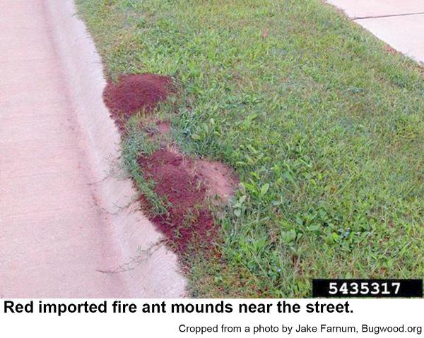 Dark red fire ant mounds near curb